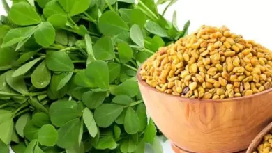 Fenugreek