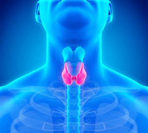 Thyroid Disease in Women: Causes, Symptoms, and Treatment