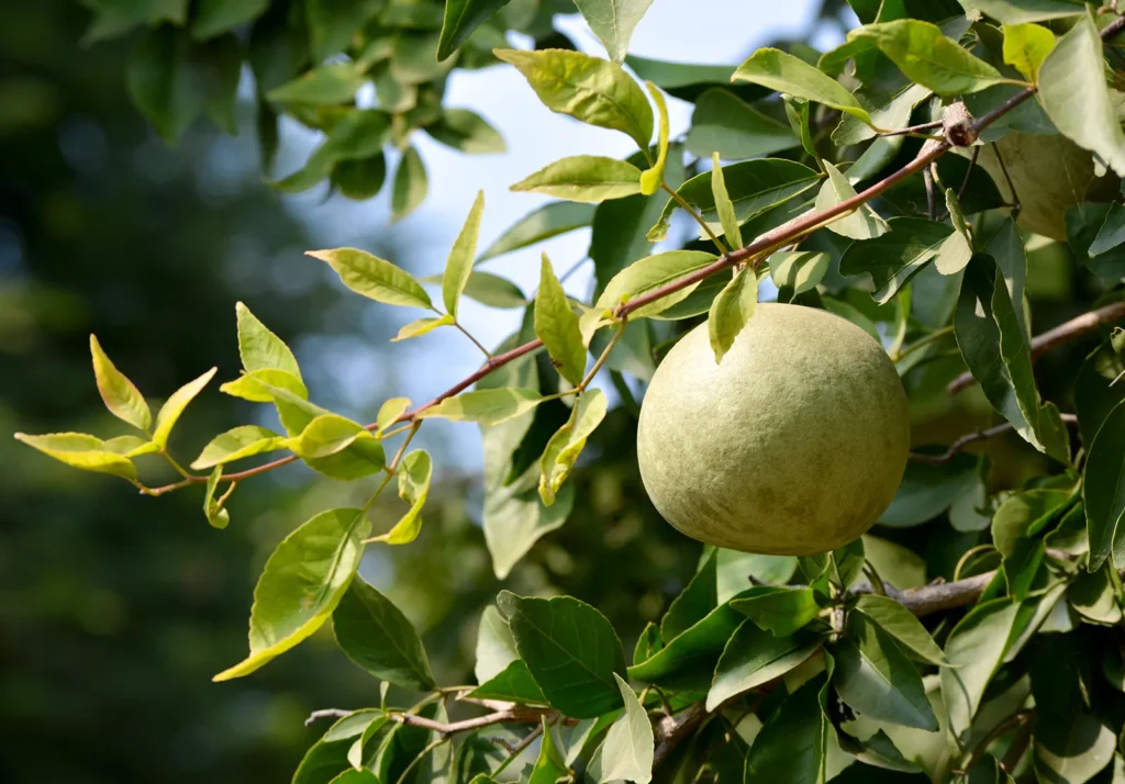 Bael Fruit